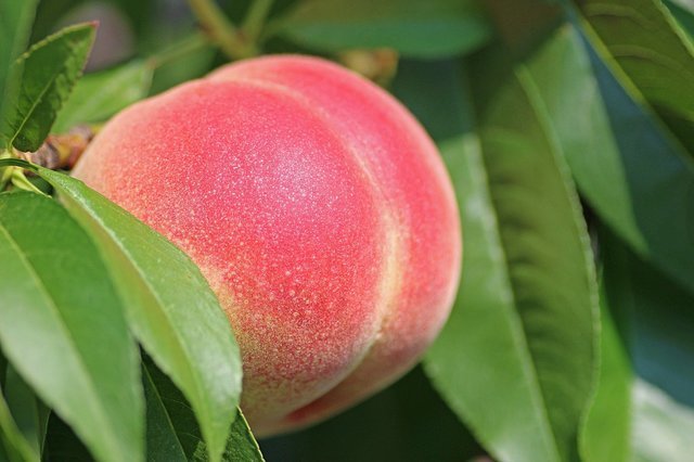 peach-2721852_1920.jpg