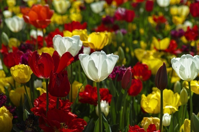 tulips-1511854_1920.jpg